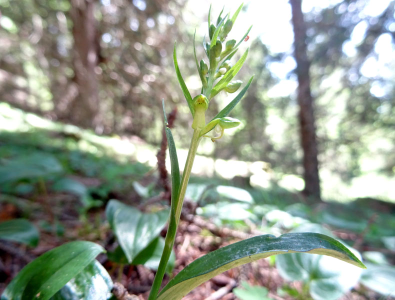 Coeloglossum viride..........Aldino (BZ)